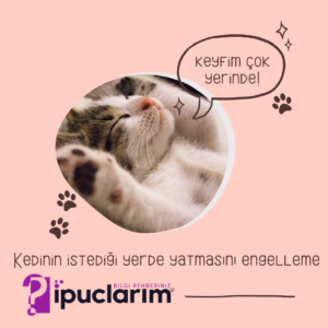 Kedinin istediği yerde yatmasını engelleme